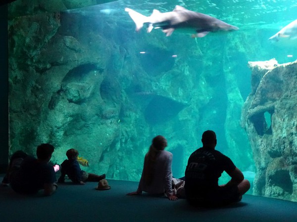 Aquarium de La Rochelle