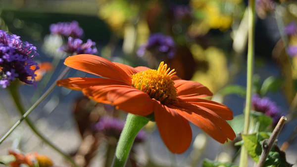 Composition florale